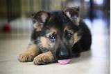Photos of Training German Shepherd Puppy