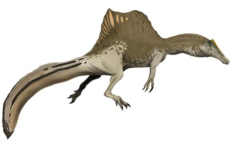 spinosaurus teeth  sale fossileracom
