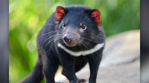 tasmanian devils born  australian mainland   time   years