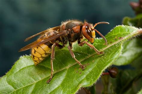 Wasps Bigger Than Asian Hornets That Spray You For Swarm