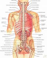 Photos of The Spinal Cord Anatomy