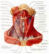 Photos of Carotid Artery Gland
