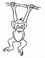Monkeys Jungle Clipartmag Colornimbus sketch template
