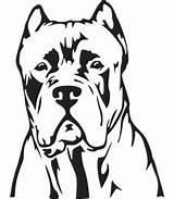 Corso Cane Coloring Dog Pages Drawing Outline Mastiff Printable Ear sketch template
