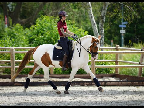 pin  rachele parmer  horses dressage horses sport horse cute horses