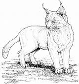 Lynx Luchs Ras Colorat Lince Planse Joli Linci Colorier Coloriages Desene Oeil Tiere Animali Animals Malvorlage sketch template