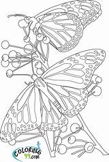 Butterflies Papillon Papillons Gratuitement Tsgos Teamcolors 123dessins sketch template