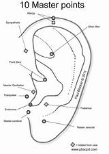 Acupuncture Points Ear Auricular Master Acupressure Reflexology Therapy Chart Pressure Massage Medicine Pain Treatment Benefits Shiatsu Chinese Google Seeds Flickr sketch template