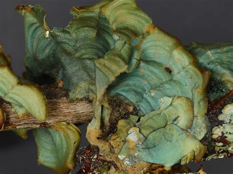 when a new species of lichen was found in florida in 1985 scientists