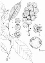 Fagaceae sketch template