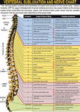 Vertebral Column With Spinal Nerves Photos