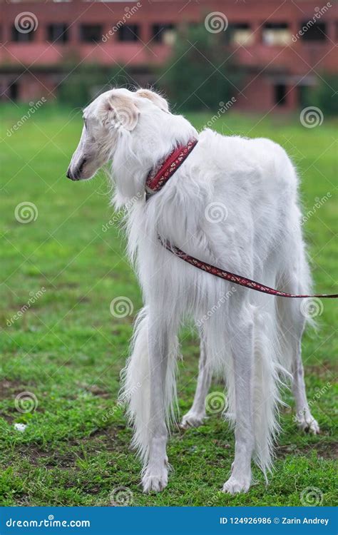 greyhound dog  long white hair close  stock photo image