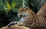 Images of Tropical Rainforest Jaguar Information