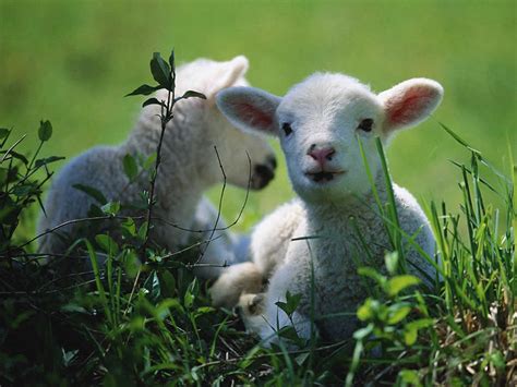photograph   pair  lambs