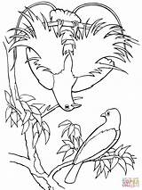 Paradise Bird Coloring Pages Quetzal Blue Birds Drawing Supercoloring Paradis Printable Rainforest Outlines Para Getcolorings Color Print sketch template