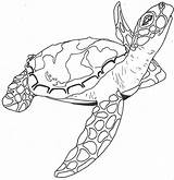 Turtle Loggerhead Drawing Paintingvalley sketch template