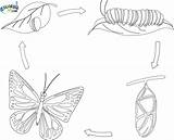 Butterfly Cycle Life Coloring Pages Clipart Kids Printable Line Drawings Clipground sketch template
