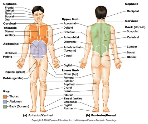 body regions posteriordorsal diagram quizlet
