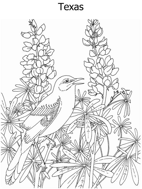 state flower  state bird coloring page bird coloring pages flower