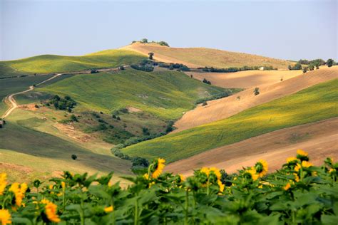 sfondi italia paesaggio colline girasoli fiori paesaggi marche