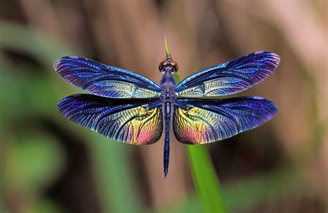Dragonfly Wing Colors Driven By Climate And Sexual Selection •