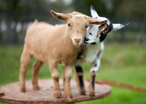 funny goat pictures youll love readers digest