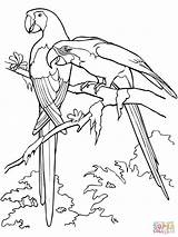Coloring Pages Scarlet Macaws Printable Macaw Silhouettes Bird sketch template