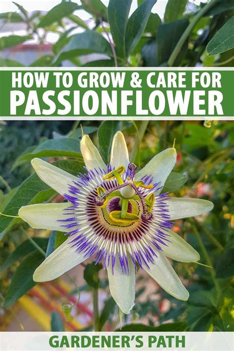 How To Grow And Care For Passionflower Gardener’s Path Passion
