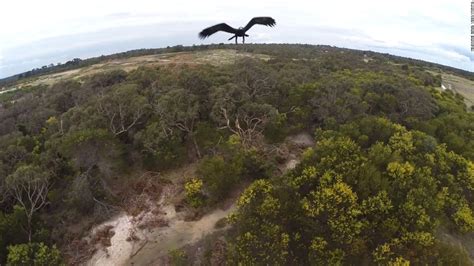 eagle knocks drone   sky video technology