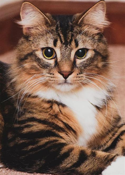maine coon mix kitty cat photograph by keira knight