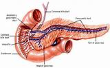 Images of Use Of Pancreas