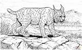 Coloring Linces Lynx Lince Ryś Kolorowanki Rysie Kolorowanka Taringa Cat sketch template