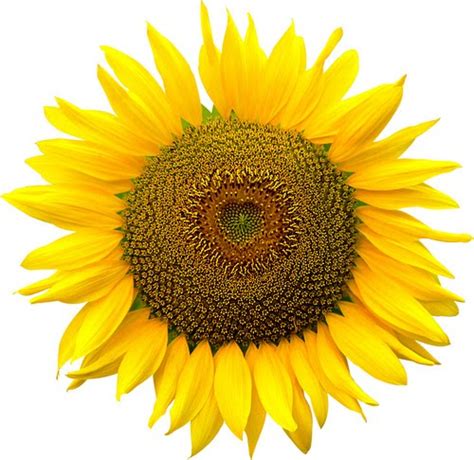 sunflower  sunflower clipart  clip art images wikiclipart