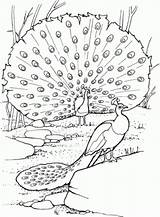 Coloring Pages Peacock Realistic sketch template