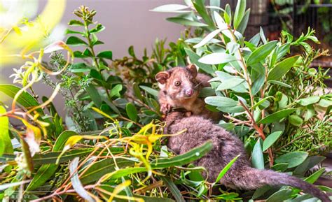 sydney wildlife rescue ringtail possum  overview   season