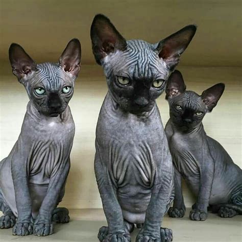 48 best hairless critters are cute images on pinterest hairless cats sphynx and funny cats