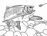 Trout Coloring Pages Apache Fisherman Bair Chasing sketch template