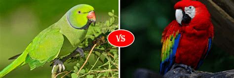 parrot  macaw fight comparison   win