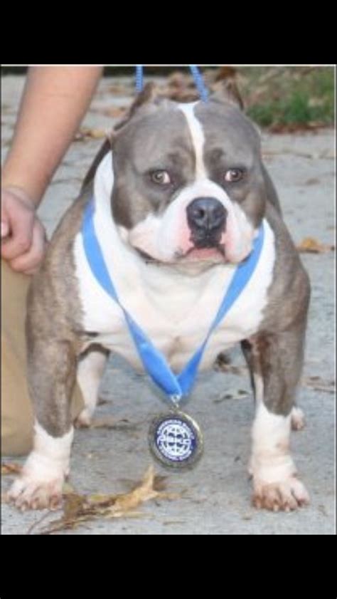 grand champion king tut carolina bully farms hawaii