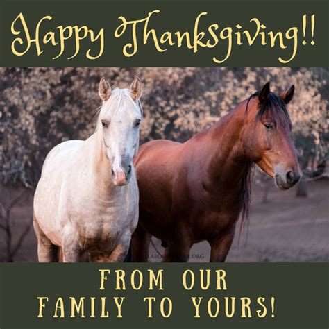 happy thanksgiving  aae mule donkey horse training
