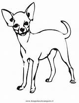 Chihuahua Coloring Pages Clipart Drawing Dog Da Line Cute Kids Printable Chiwawa Clip Colorare Adult Chihuahuas Easy Colouring Popular Getdrawings sketch template