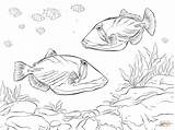 Lagoon Corallina Colorare Triggerfish Barriera Reef Creature Risultati Designlooter sketch template
