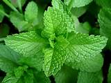 Health Benefits Peppermint Tea Pictures