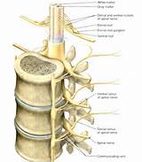 What Does The Spinal Cord Do