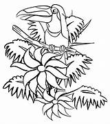 Rainforest Coloring Pages Tropical Hornbill Jungle Animals Drawing Amazon Flowers Balboa Rocky Plants Forest Rain Animal Kids Beautiful Colouring Printable sketch template