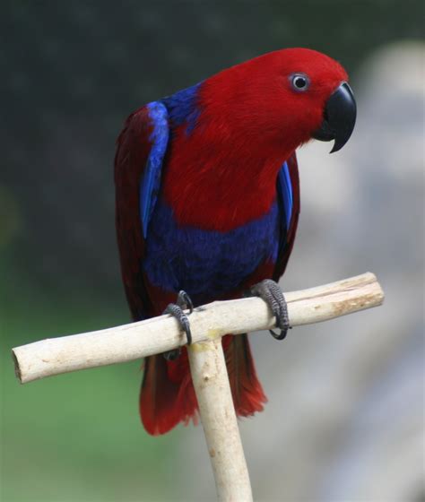 charming eclectus parrot  biological science picture directory