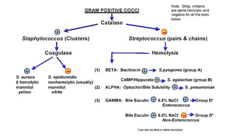 Streptococci Groups A B And D Enterococcus Faecalis