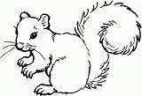 Coloring Squirrel Pages Preschool sketch template