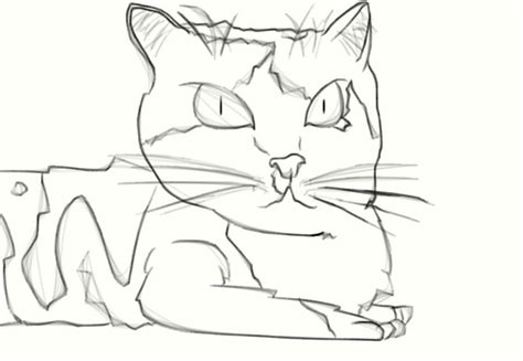 realistic calico cat sketch  ladzlikepie  deviantart