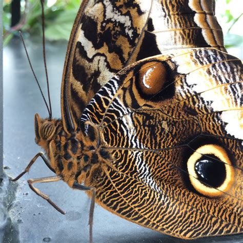 ten fun butterfly facts